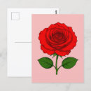 Zoek naar rode roos briefkaarten Natuur