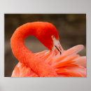 Recherche de flamant américain posters Faune