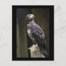 Recherche de aigle noir cartes postales Sauvage