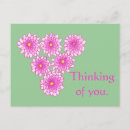 Recherche de fleur chrysanthème cartes postales Rose