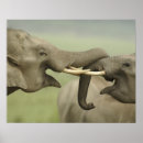 Zoek naar indische olifant posters Spelend