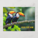 Recherche de toucan cartes postales Jungle