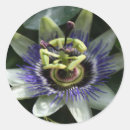 Recherche de fleur passion autocollants Floral