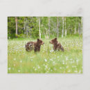 Recherche de deux animaux cartes postales Ours