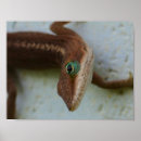 Recherche de lézard posters Photographie