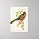 Recherche de trogon Illustration