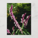Recherche de herbe cartes postales Rose
