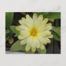 Recherche de marigot cartes postales Jolie