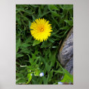 Recherche de pissenlit posters Dandelion