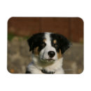 Recherche de collier magnets Dog