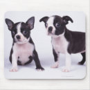Recherche de chien blanc noir tapis souris Animaux domestiques