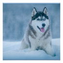 Zoek naar alaskan malamute kunst Sneeuw