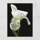 Recherche de iris cartes postales Blanc