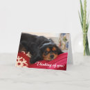 Zoek naar cavaliers kaarten Hond