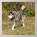 Zoek naar siberian husky kunst Dog