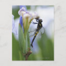Zoek naar iris briefkaarten Japan