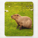 Recherche de capybara tapis souris Rongeur