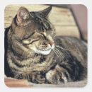 Recherche de tablette autocollants Chat