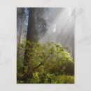 Recherche de séquoia cartes postales Redwood tree