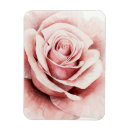 Recherche de rose rose magnets Botanique