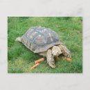 Recherche de tortue géante cartes postales Reptile