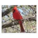 Recherche de cardinaux posters Animal