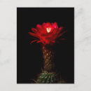 Recherche de torches cartes postales Fleurs