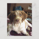 Recherche de brittany cartes postales Chien