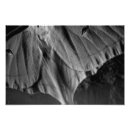 Recherche de la luna photographie Papillon