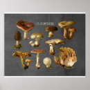 Recherche de fungi posters Nature