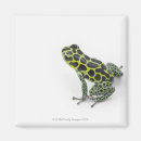 Recherche de de grenouille refrigérateur magnets Froid blooded