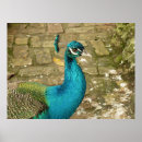 Zoek naar pauw foto posters Groen