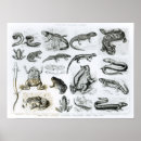 Zoek naar salamanders kunst Amfibieën