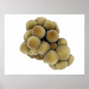 Recherche de biologie cellulaire posters Illustrations biomédicales