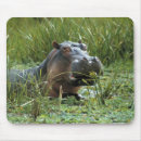 Recherche de kenya tapis souris Hippopotame