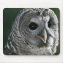 Recherche de chouettes tapis souris Hibou