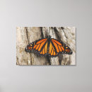 Recherche de papillon de monarque art Animal