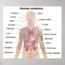 Recherche de organe anatomie posters Coeur