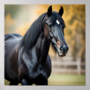 Zoek naar zwarte paarden posters Hengst