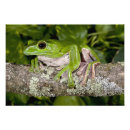 Zoek naar gewervelde dieren posters David northcott