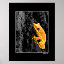 Recherche de grenouille bleue posters Photographie