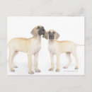 Recherche de danois cartes postales Chien