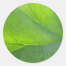 Recherche de veines autocollants Macro