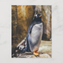 Recherche de pingouin arctique cartes postales Animaux