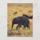 Recherche de kenya cartes postales Africaine