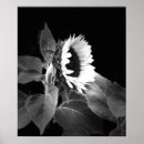 Zoek naar zonnebloem afbeeldingen posters Natuur