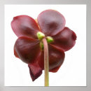 Recherche de plantes carnivores posters Jardin