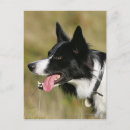 Recherche de pam cartes postales Photographe canin
