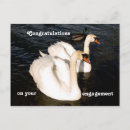 Recherche de swan cartes postales Pour eux
