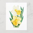 Zoek naar narcis briefkaarten Botanisch